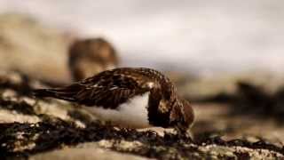 Ruddy Turnstones Arenaria interpres  4 [upl. by Friedman768]