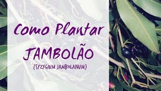 Como Plantar JAMBOLÃO  Syzygium jambolanum [upl. by Lindly880]