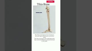 Tibia Bone humananatomy [upl. by Ahseim]