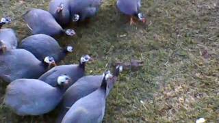 Guinea Fowl with ratAVI [upl. by Thirzi775]