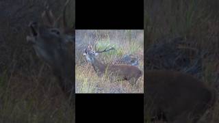 Red Deer Stag Calling Sounds During the Rut  Cervus elaphus Sounds [upl. by Niatsirk]