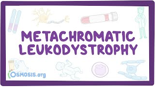 Metachromatic leukodystrophy  causes symptoms diagnosis treatment pathology [upl. by Solomon]