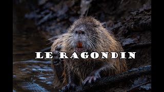 Le ragondin [upl. by Monney400]