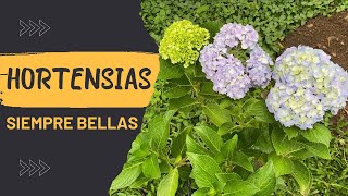 APRENDE A MANTENER HORTENSI SIEMPRE BELLAS  LOS CUIDADOS BASICOS PARA HORTENSIA SIEMPRE BELLAS [upl. by Arlynne]