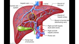 Hepatic Circulation [upl. by Atinor]