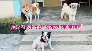 Dog Wound Treatment  Dog Maggots Treatment At Home [upl. by Eachern]