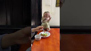 Breakfast Banter A Monkeys MorningMonkeyBanter BreakfastJokes LaughWithAnimals [upl. by Anifled]