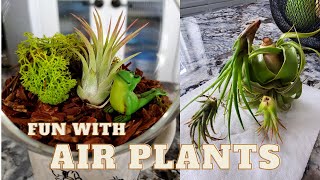 Air plant Care and Display [upl. by Kabab819]