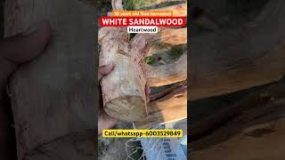 White sandalwood tree harvesting  white sandalwood heartwood heartwood harvest harvesting farm [upl. by Enytnoel957]