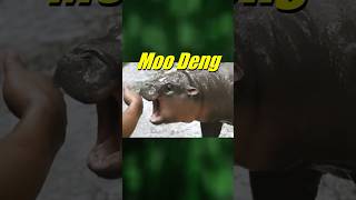 Who is Moo Deng memes [upl. by Sheeran]