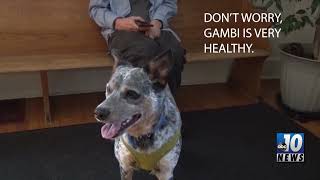 VET VISITS WITH DR HUNT  PANCREATITIS IN DOGS [upl. by Agarhs]