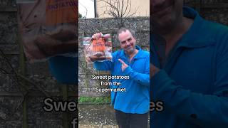 Grow Sweet Potatoes from the supermarket gardeningforbeginners sweetpotatoes growyourownfood [upl. by Arica762]