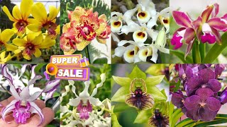 MEGA SALE MINGGU SERU SeSERU DISKONAN AWAL BULAN🔥🤩 [upl. by Emelia]