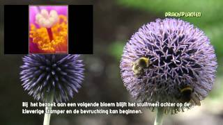 Drachtplanten worden bezocht door insecten [upl. by Jillie730]