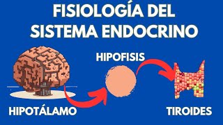 El sistema endócrino fisiología de glándulas y hormonas [upl. by Catherina]