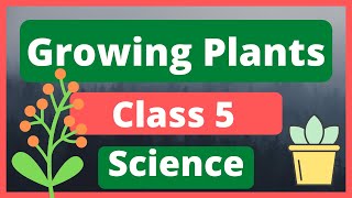 Growing Plants Class 5  Science chapter 1 Growing plants class 5  Growing Plants class 5 science [upl. by Baniaz]