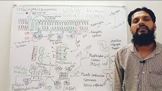 Enzyme Regulation Part4 b [upl. by Radnaxela]