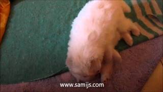 Samoyed puppies 1 month old [upl. by Assyle]