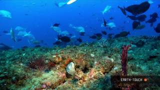 Natures wonders Coral reefs in HD [upl. by Almeida]