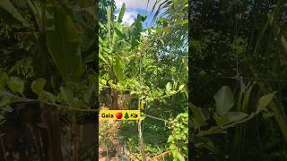 Gala Apple Tree on Standard Rootstock  1 Year 5 Months 🍎🇯🇲 gala applefarming training growth [upl. by Adrea]