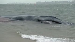 Finback whale stranded on New York beach [upl. by Marriott]