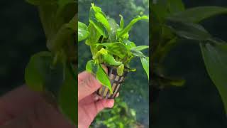 ANUBIAS NANA OUR BEST SELLING ANUBIAS AQUARIUM PLANT Potted [upl. by Philbo]