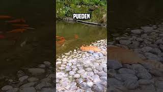 Quizá ningún humano pueda ser tan ágil como un gato😨 shortsvideo [upl. by Leahkim923]