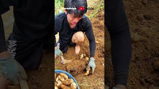 The excavation process of Gastrodia elata [upl. by Rehpotsihc]