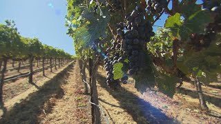 Southern California wineries reopen after COVID closures [upl. by Eioj]