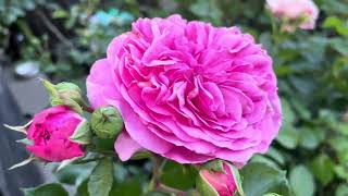 14 varieties roses in my backyard Kordes Tantau and Meilland rose May 2024 [upl. by Yelha]