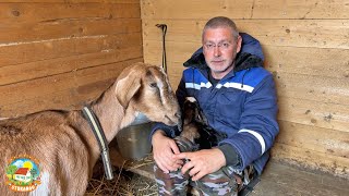 МЫ В ШОКЕ ОТ ТАКОГО ПРИПЛОДА Кого родила наша коза [upl. by Latsyrhk]