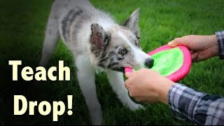 Teach your dog to DROP  Dog Training by Kikopup [upl. by Ydnik511]