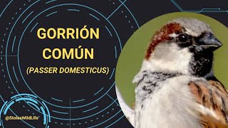 GORRIÓN COMÚN PASSER DOMESTICUS [upl. by Arvy]