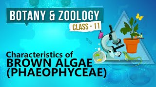 Characteristics of Brown Algae  Phaeophyceae   Kingdom Plantae  Biology Class 11 [upl. by Maible]