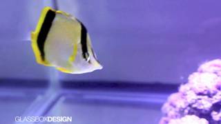 The Marcella Butterflyfish Prognathodes marcellae [upl. by Cohdwell]