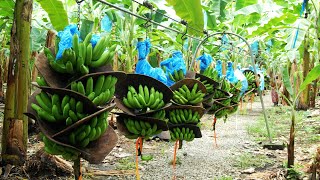 How To Banana Harvesting Cableway  Banana Processing in factory  Banana Farm to harvest [upl. by Kimmie]