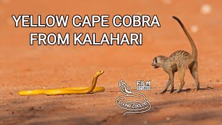 Venomous yellow Cape cobra in the Kalahari desert cobra vs meerkats [upl. by Naved]