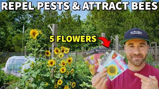 Plant These 5 Flowers To REPEL PESTS And ATTRACT POLLINATORS [upl. by Fachan708]