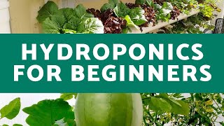 Hydroponics for Beginners  Everything You Need to Know for Successful Hydroponic Growth [upl. by Leihcim932]