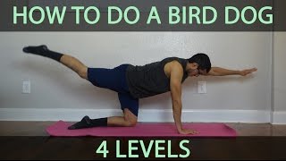 How to do a Bird Dog Core Exercise  Level 1 2 3 and 4 [upl. by Suoirred]