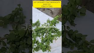 List of Some plants that easily propagate By Stem Cutting aadishkiduniya shorts stemcutting [upl. by Bubb]