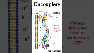 Uncouplers of oxidative phosphorylation animation iitgate [upl. by Aimek]