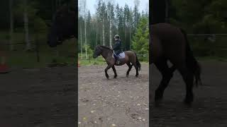 Koulu vai esteet 🙋🏼‍♀️ koulu ofc horse equestrian trot canter dressage [upl. by Dnomad]