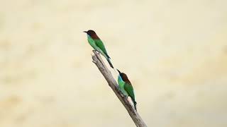 The Blue Throated Bee Eater  WILDLIFE SINGAPORE BIRDING  4K [upl. by Allimaj]