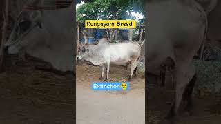 Kangayam Breed bull cattle animals short shorts shortsfeed kangayam breednature extinction [upl. by Lazarus850]