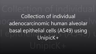 A549 epithelial cells collected and dispensed with UnipicK [upl. by Mattox946]