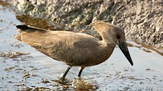 Hamerkop call  sound [upl. by Connelley]