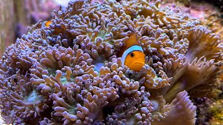 Experience Clownfish Finally Doing Something Interesting After 6 Years [upl. by Atnahc995]