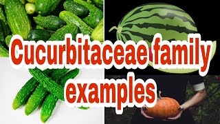 Scientific names of most common vegetables Cucurbitaceae family examples [upl. by Yeh672]