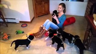 Riverwest Entlebucher Puppies  Week 8  Playful Evening [upl. by Diandra]